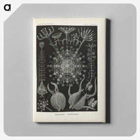 3-12_Ernst-Haeckel_canvas