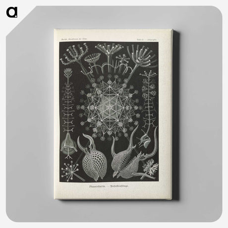 3-12_Ernst-Haeckel_canvas