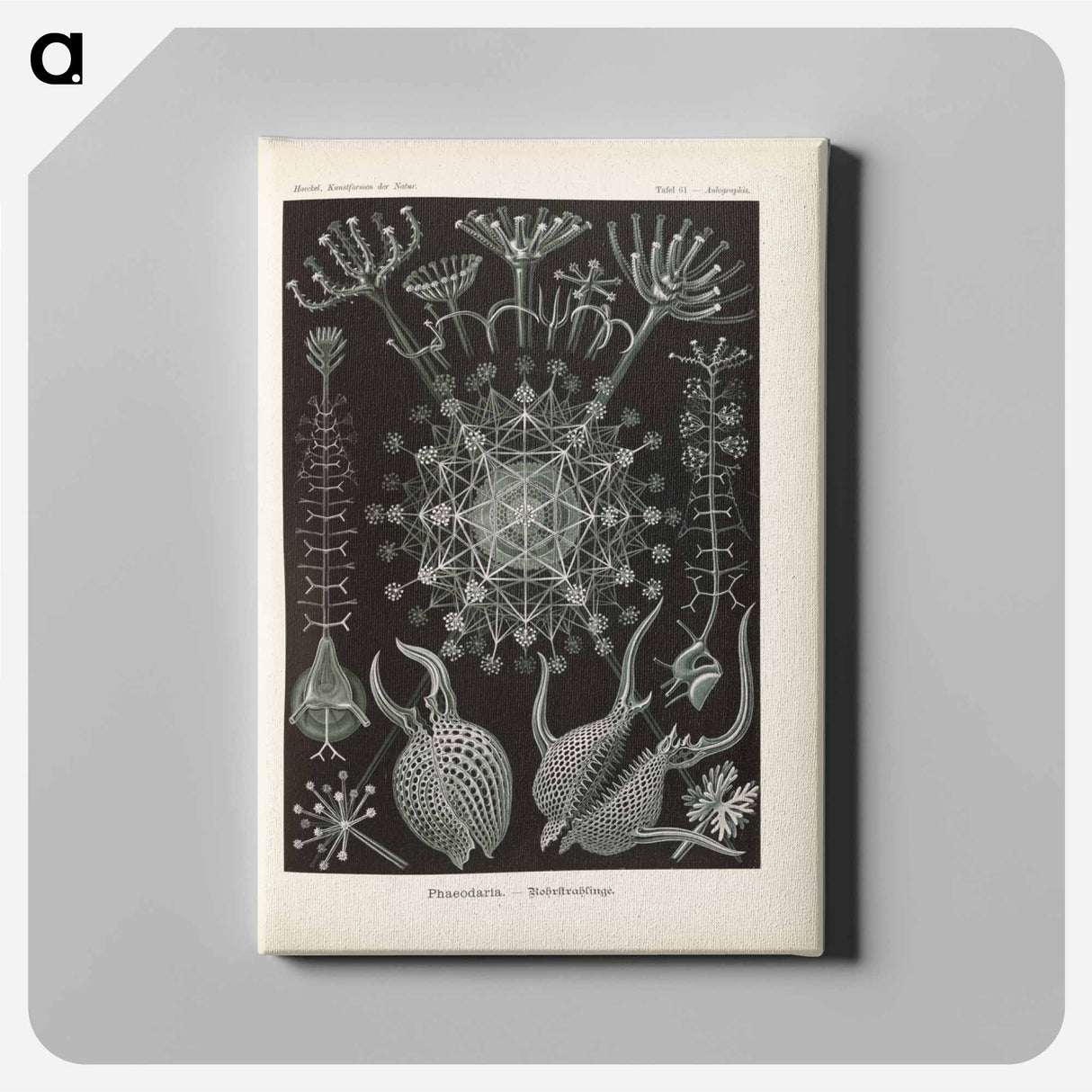 Marine life illustration - エルンスト ヘッケル Canvas.