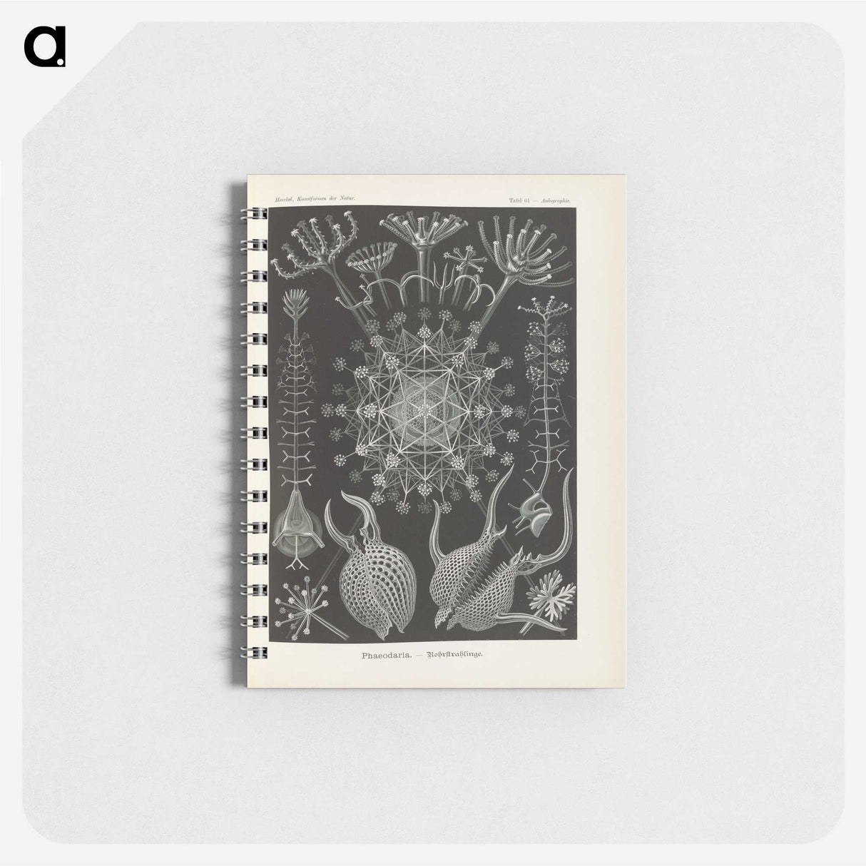 3-12_Ernst-Haeckel_memo