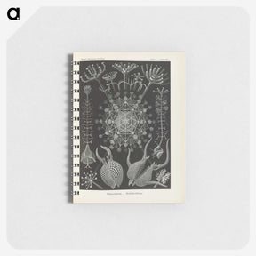 3-12_Ernst-Haeckel_memo
