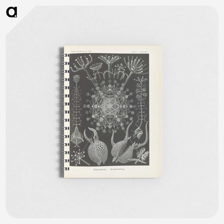 3-12_Ernst-Haeckel_memo
