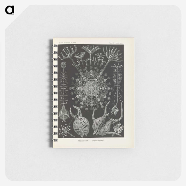 3-12_Ernst-Haeckel_memo