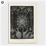 3-12_Ernst-Haeckel_picture-crop