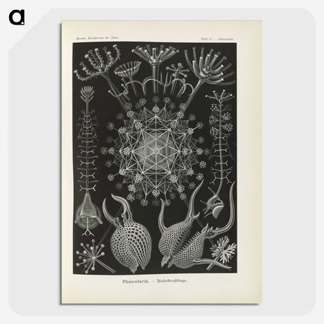 3-12_Ernst-Haeckel_picture-crop