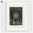 3-12_Ernst-Haeckel_picture
