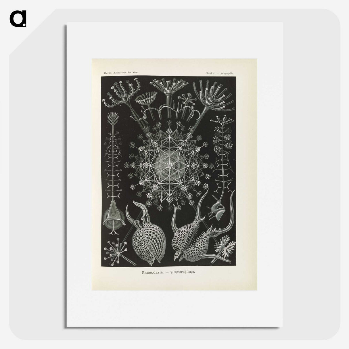 3-12_Ernst-Haeckel_picture