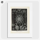 3-12_Ernst-Haeckel_picture