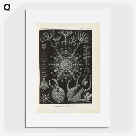 3-12_Ernst-Haeckel_picture