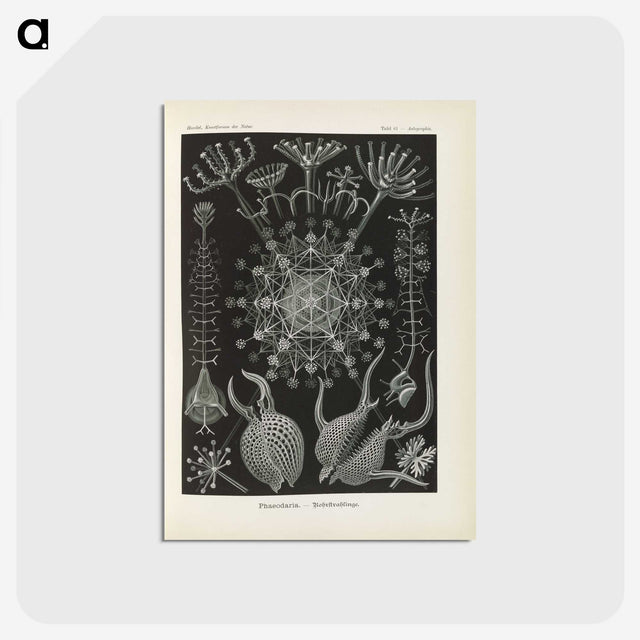 3-12_Ernst-Haeckel_postcard