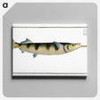 3-12_Ichtyologie-ou-Histoire-naturelle_canvas