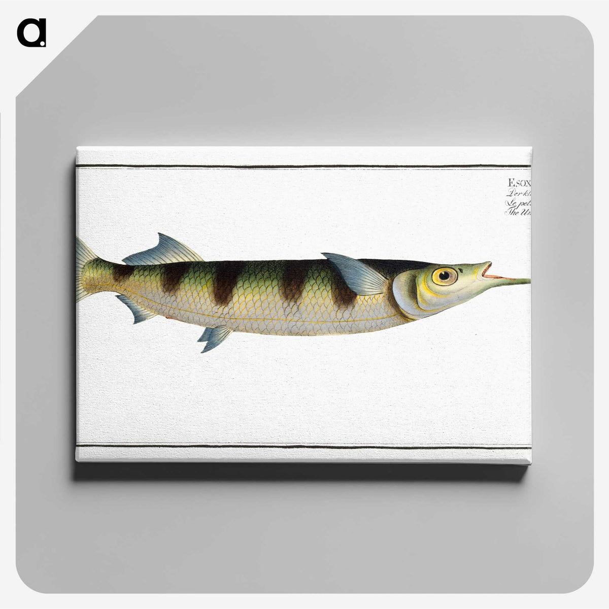 3-12_Ichtyologie-ou-Histoire-naturelle_canvas