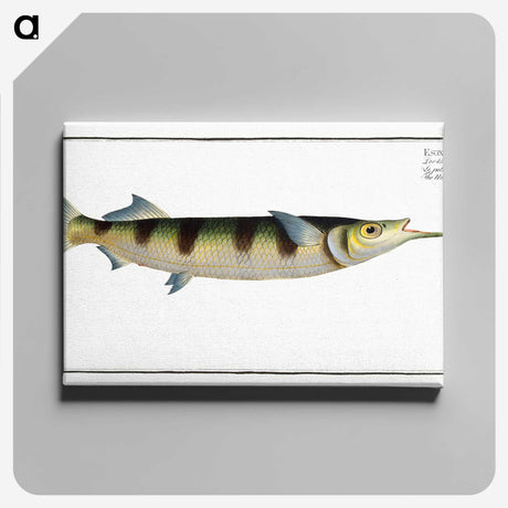 3-12_Ichtyologie-ou-Histoire-naturelle_canvas