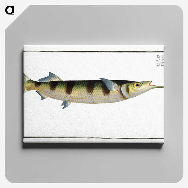 3-12_Ichtyologie-ou-Histoire-naturelle_canvas