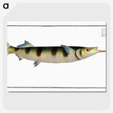 3-12_Ichtyologie-ou-Histoire-naturelle_picture-crop
