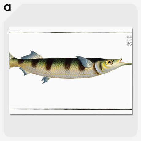 3-12_Ichtyologie-ou-Histoire-naturelle_picture-crop
