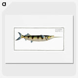 3-12_Ichtyologie-ou-Histoire-naturelle_picture