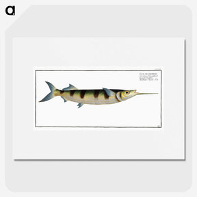 3-12_Ichtyologie-ou-Histoire-naturelle_picture