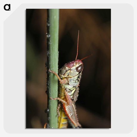 3-12_Insects-Unlocked-Project_picture-crop