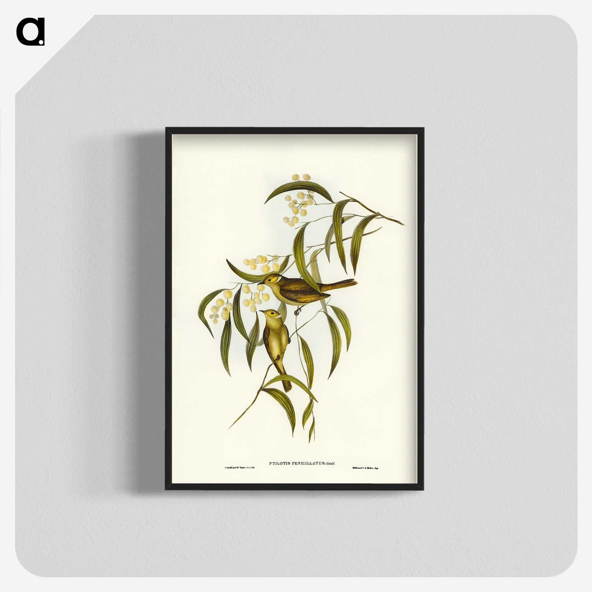 3-12_John-Gould_blk-crop