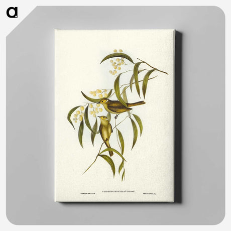 3-12_John-Gould_canvas
