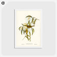 アートポストカード-White-plumed Honey-eater
 - ジョン グールド Postcard.