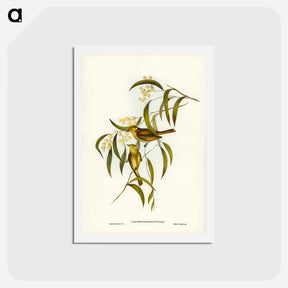 アートポストカード-White-plumed Honey-eater
 - ジョン グールド Postcard.