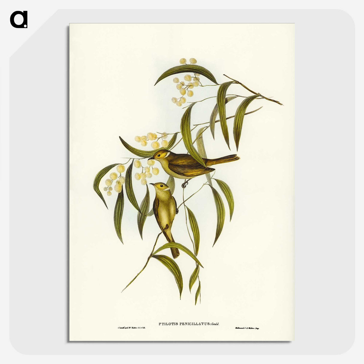 3-12_John-Gould_picture-crop