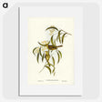 3-12_John-Gould_picture