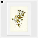 3-12_John-Gould_picture