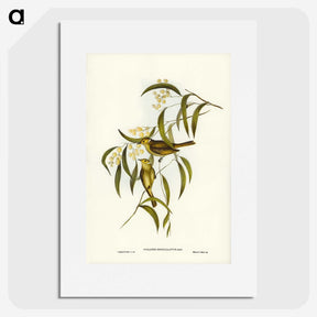 3-12_John-Gould_picture