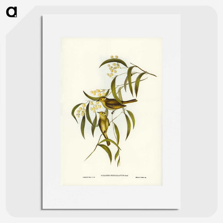 3-12_John-Gould_picture