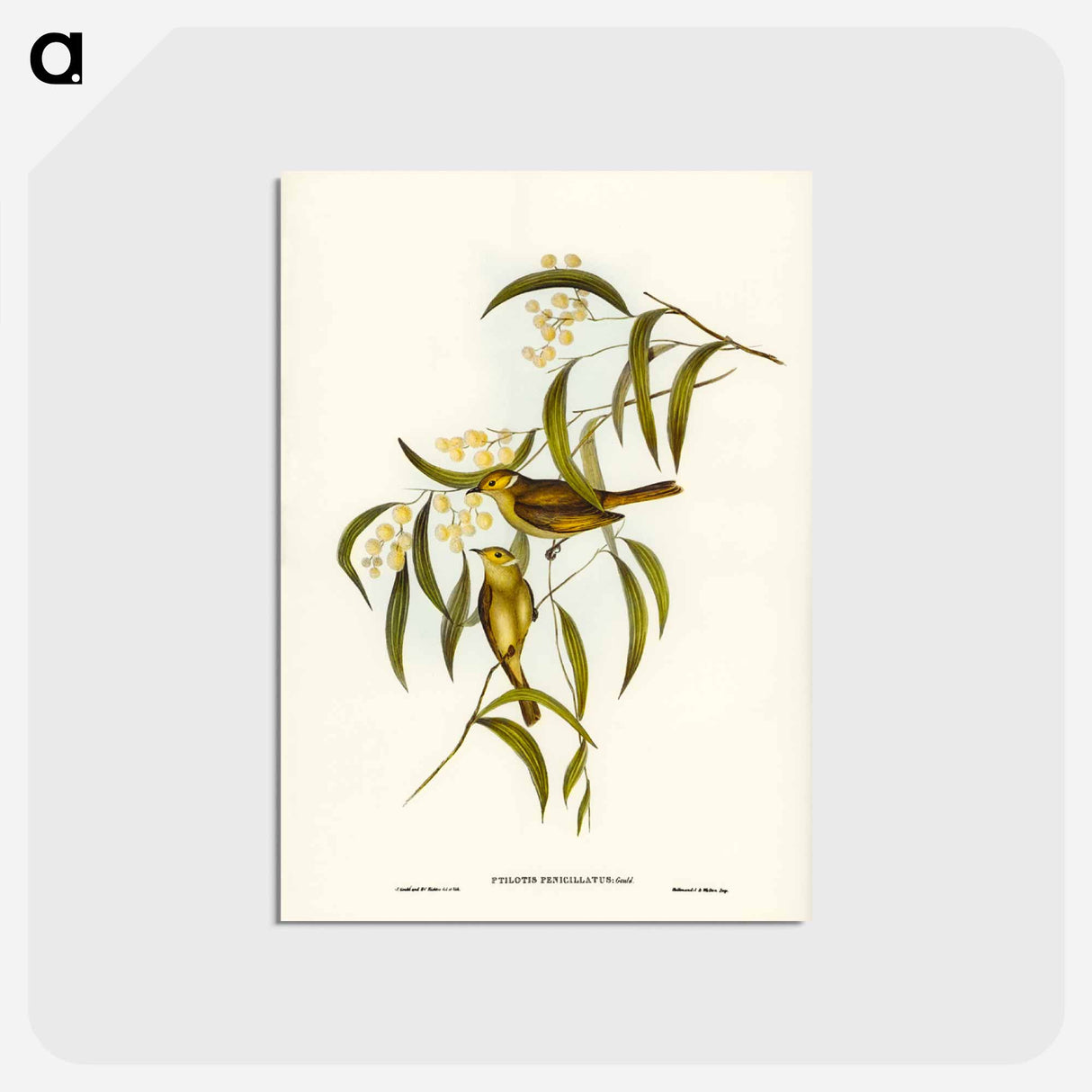 アートポストカード-White-plumed Honey-eater
 - ジョン グールド Postcard.
