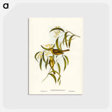 アートポストカード-White-plumed Honey-eater
 - ジョン グールド Postcard.