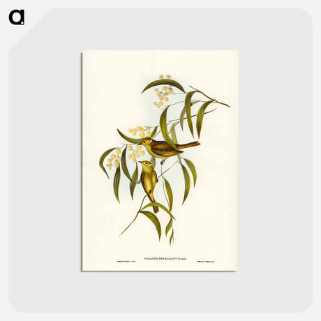 アートポストカード-White-plumed Honey-eater
 - ジョン グールド Postcard.