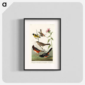 アートポスター-Birds of America
 - ジョン ジェームス オーデュボン Poster.