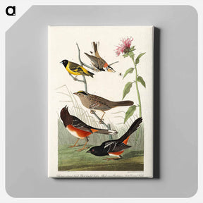 アートパネル-Birds of America
 - ジョン ジェームス オーデュボン Canvas.