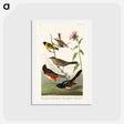 アートポストカード-Birds of America
 - ジョン ジェームス オーデュボン Postcard.