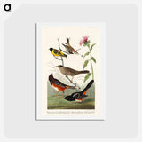 アートポストカード-Birds of America
 - ジョン ジェームス オーデュボン Postcard.