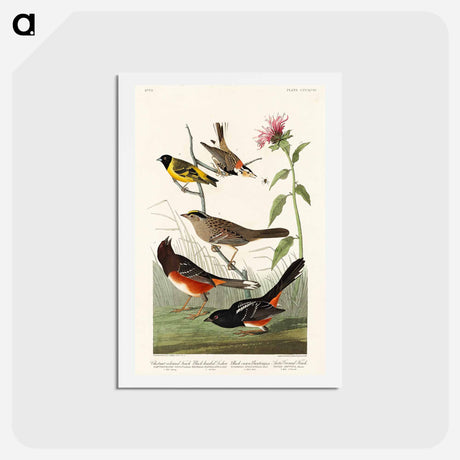 アートポストカード-Birds of America
 - ジョン ジェームス オーデュボン Postcard.