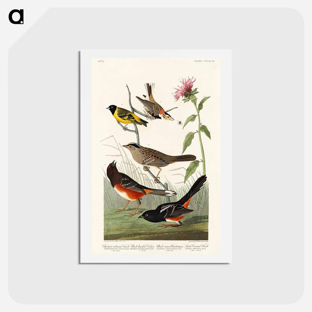 アートポストカード-Birds of America
 - ジョン ジェームス オーデュボン Postcard.