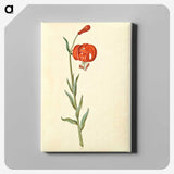 3-12_Maria-Sibylla-Merian_canvas