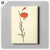 アートパネル-Red Turban Lily
 - マリア ジビーラ メーリアン Canvas.