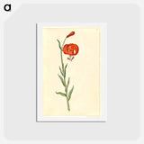 アートポストカード-Red Turban Lily
 - マリア ジビーラ メーリアン Postcard.