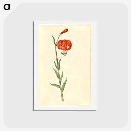アートポストカード-Red Turban Lily
 - マリア ジビーラ メーリアン Postcard.