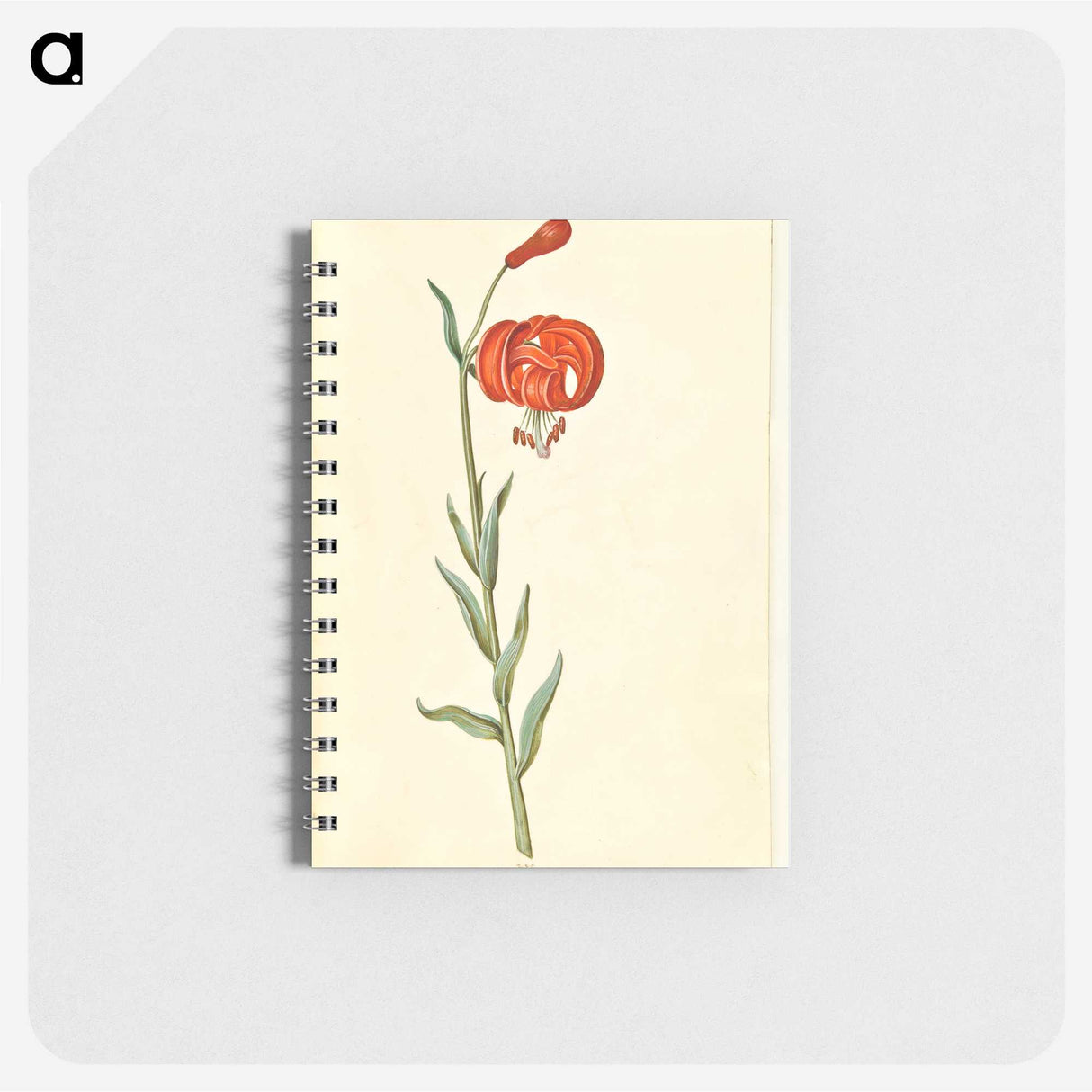 3-12_Maria-Sibylla-Merian_memo