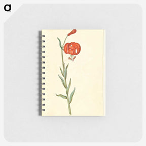 3-12_Maria-Sibylla-Merian_memo