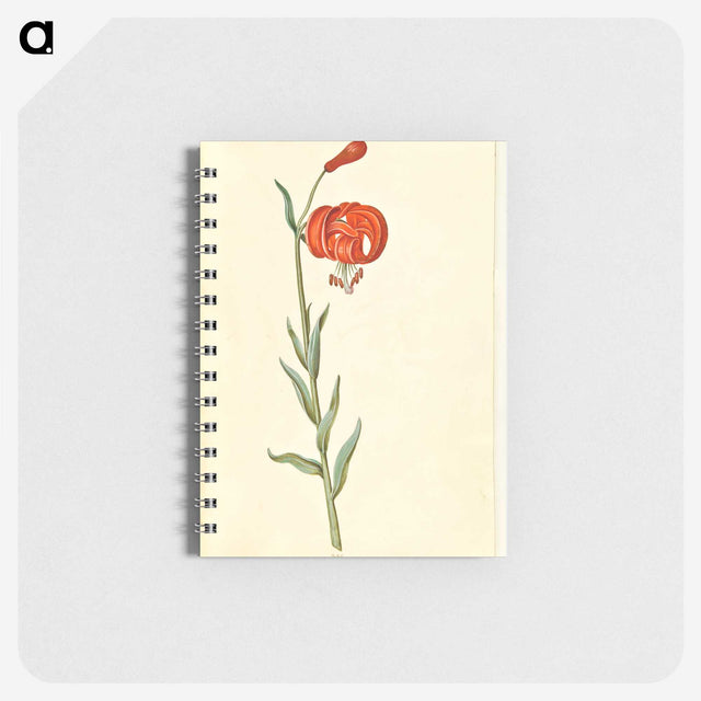 3-12_Maria-Sibylla-Merian_memo
