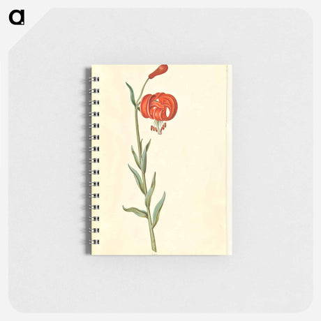 アートメモ帳-Red Turban Lily
 - マリア ジビーラ メーリアン Memo.