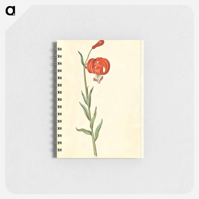 アートメモ帳-Red Turban Lily
 - マリア ジビーラ メーリアン Memo.